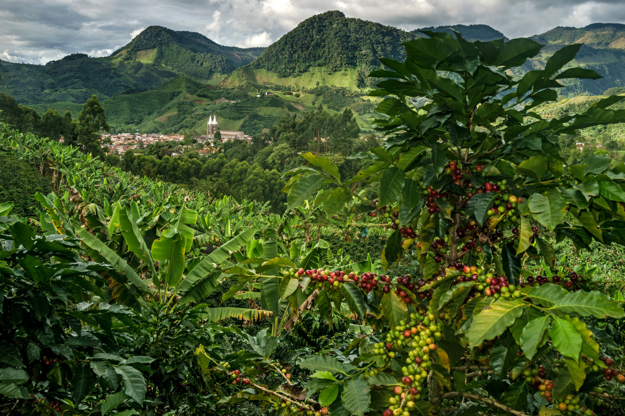 Coffee Farm Huila