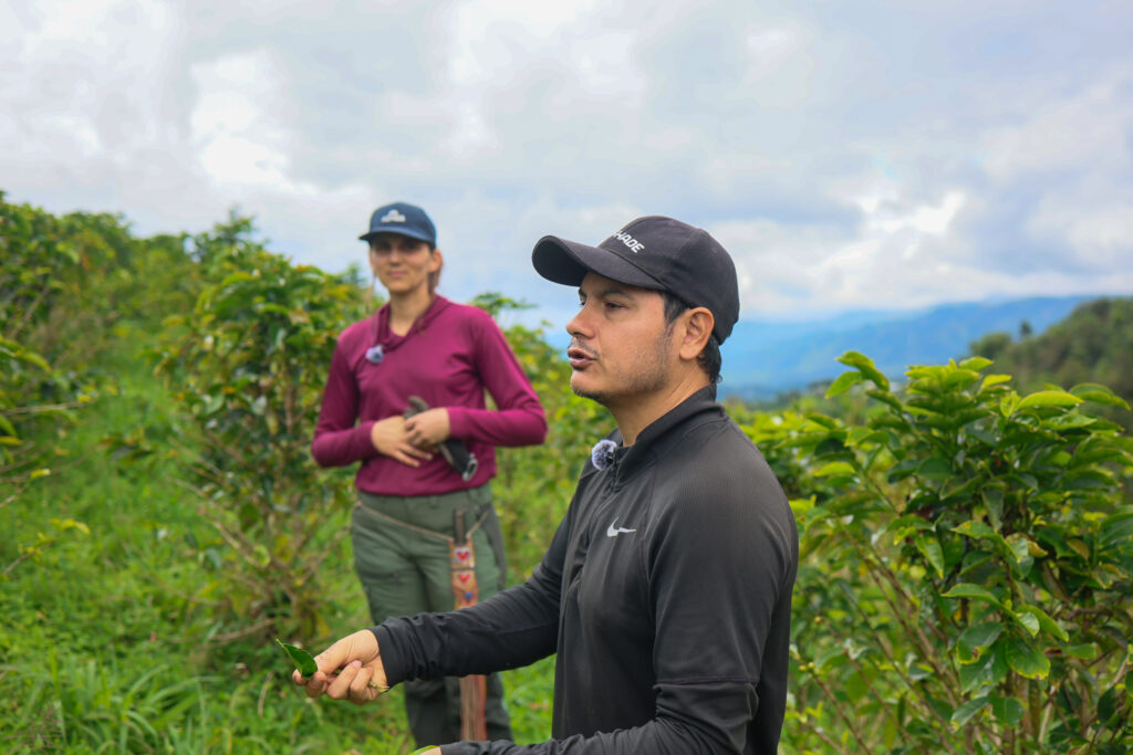 Between abundant rainfall and climate challenges: How is the harvest unfolding in Huila today?