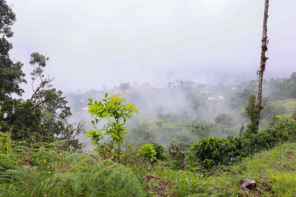 Between abundant rainfall and climate challenges: How is the harvest unfolding in Huila today?